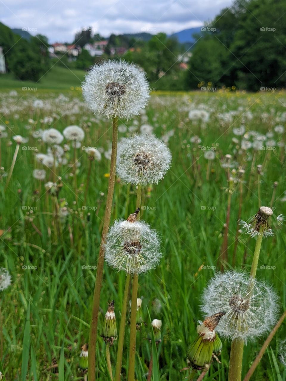 Top view of dandelion flower close up