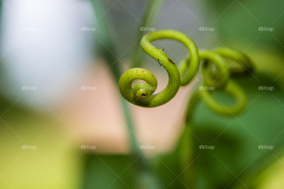 swirls created with a vine