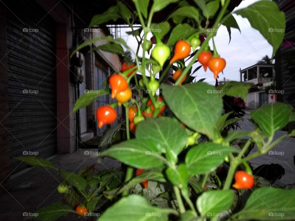 Pimentas da minha terra