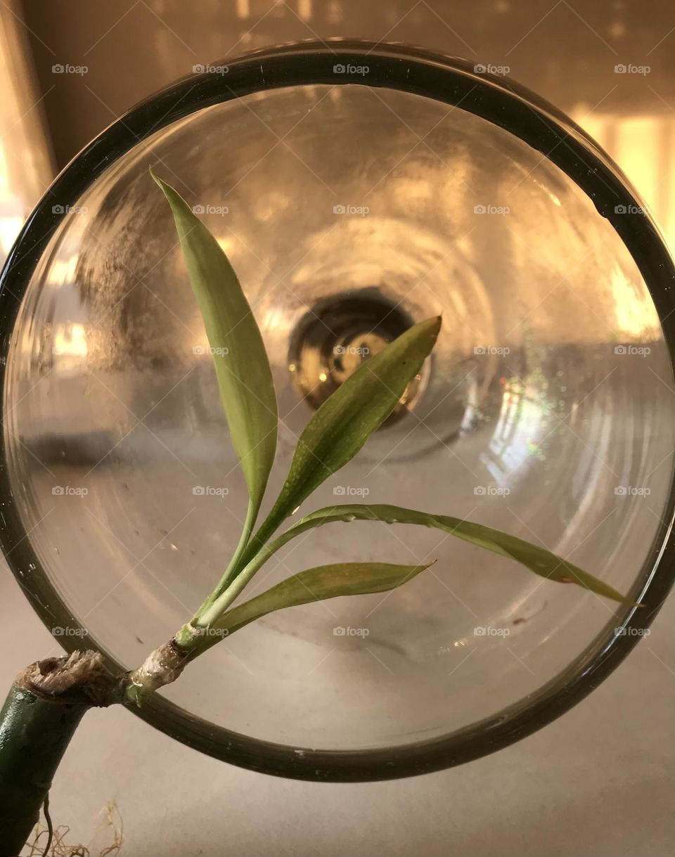 A green poem. Bamboo leaves fallen in love with light and growth.