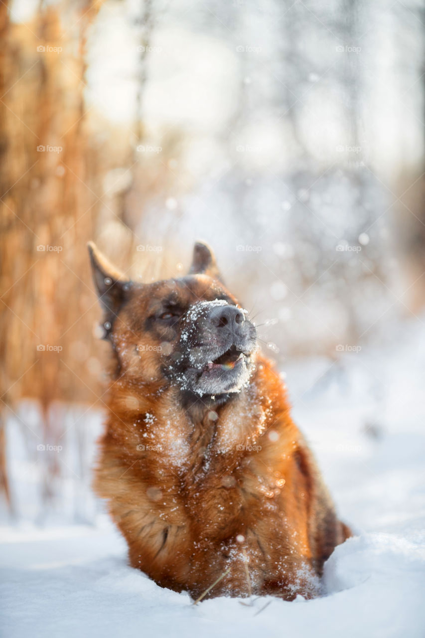 Red cute german shepherd male dog portrait at snow at the winter