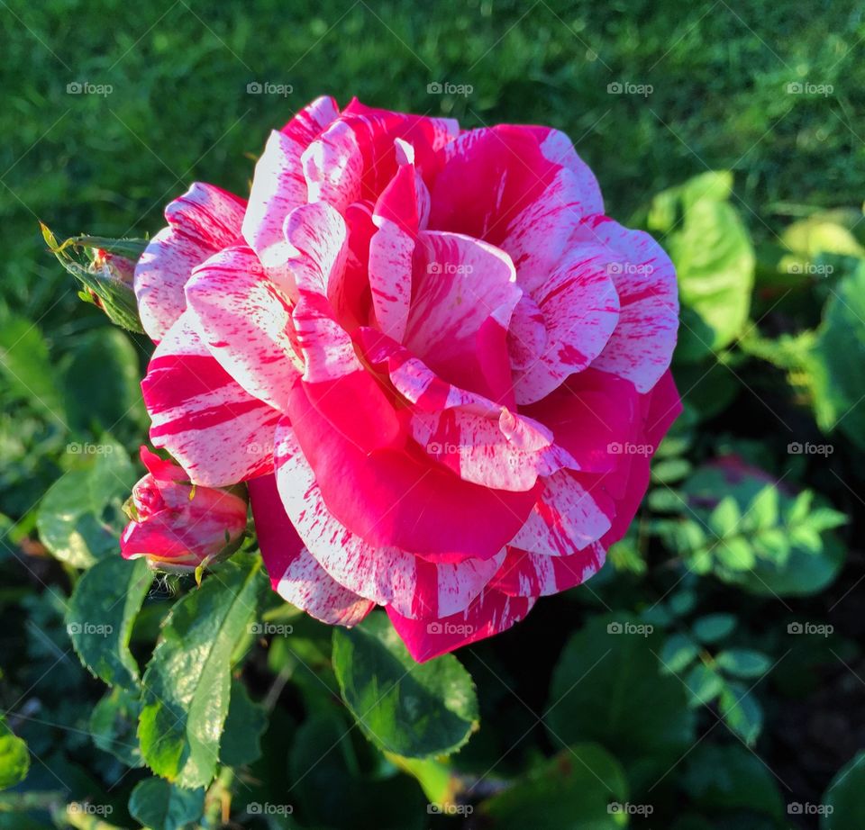 Close-up of pink flower