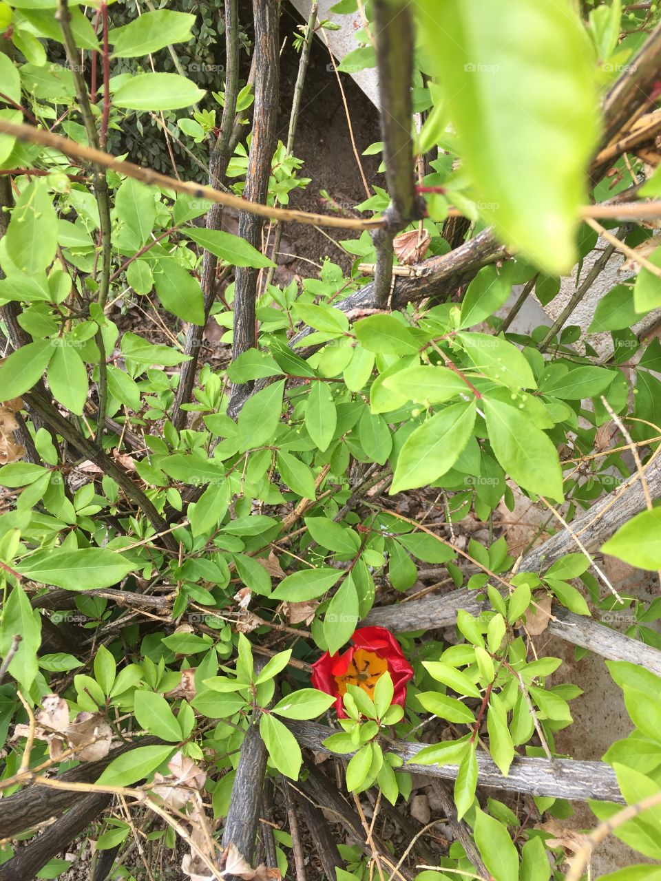 Red Tulip in The Tree