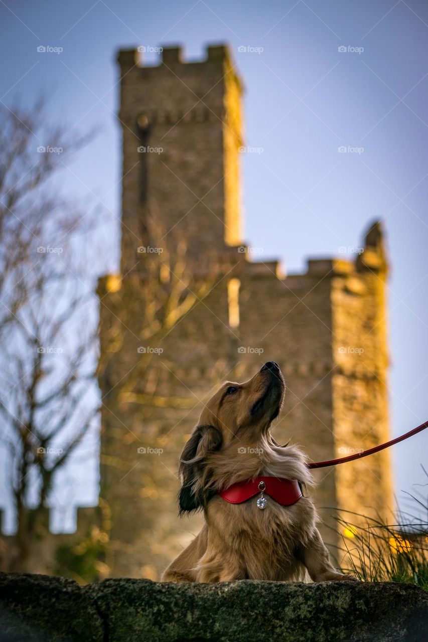 profile of Dachshund against backdrop of a church