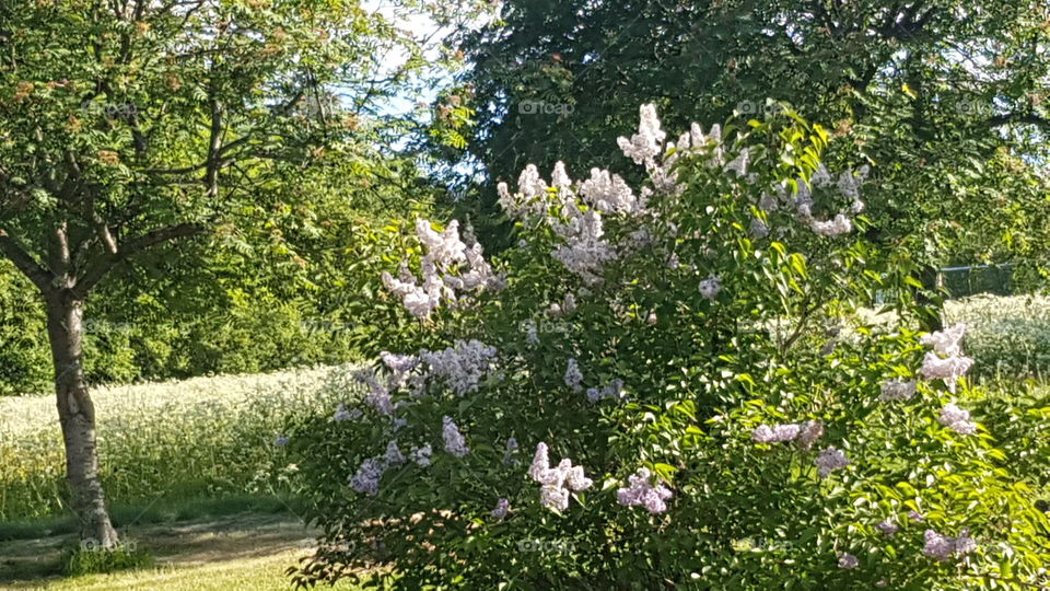 syrenbuske i ljusrosa,vit & lila i blomstrande färger blommar för fullt