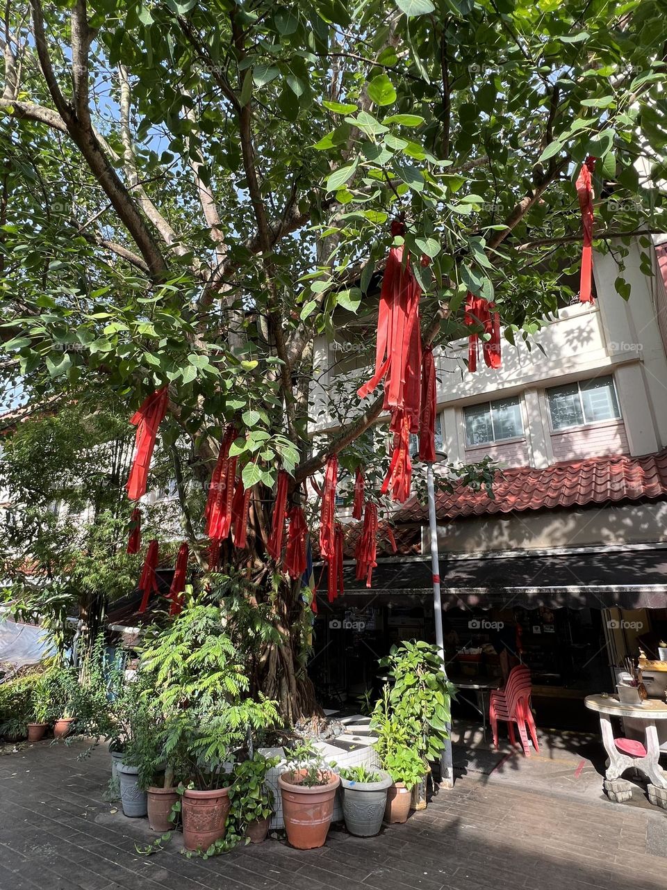 Wishing tree next to a food court in Singapore. Merging green plants into the modern city.