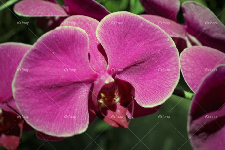 Orchid flower