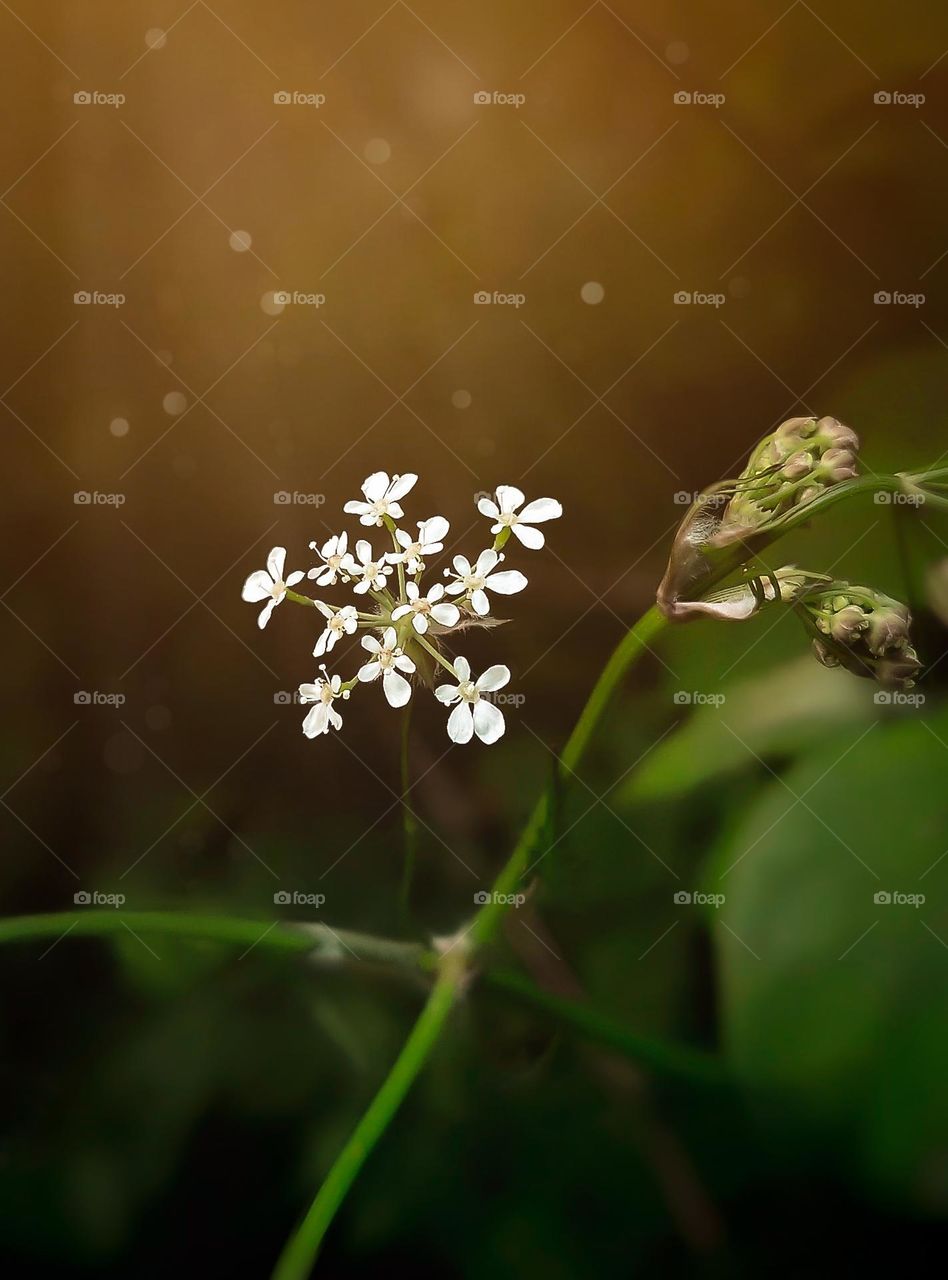 Spring flowers