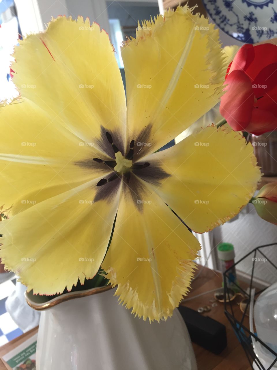 Stort tulipanhoved