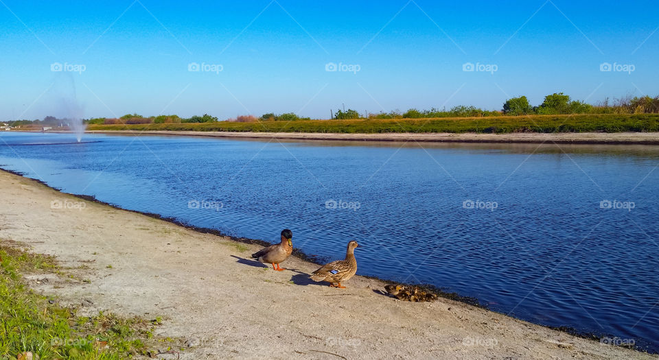 ducks and ducklings taking the sun