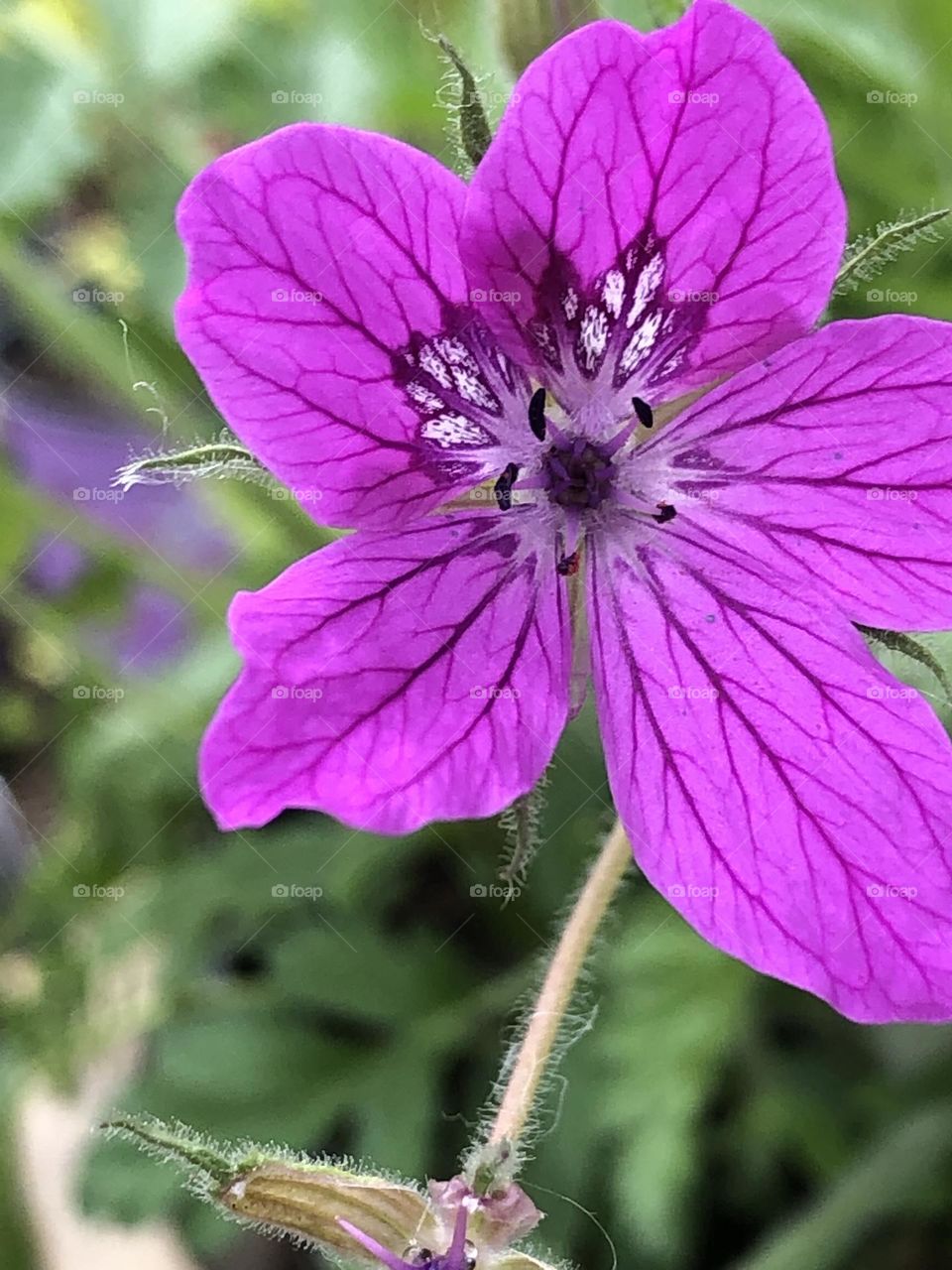 Geranium