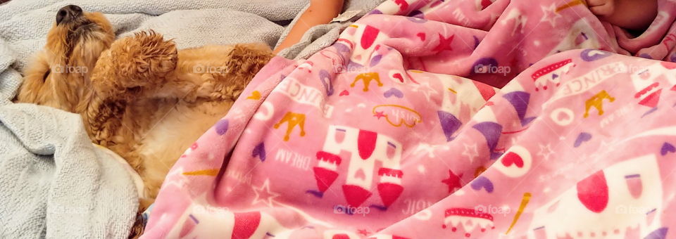 Golden Doodle Dog sleeping in bed covered up in pink princess blanket