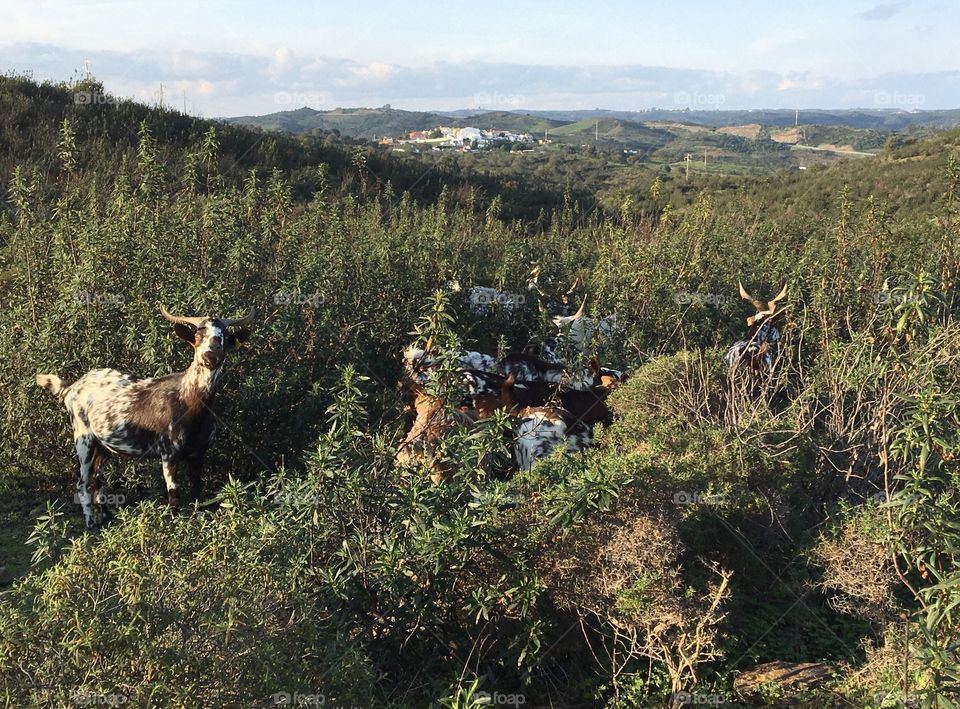 Goats in natural landscape 