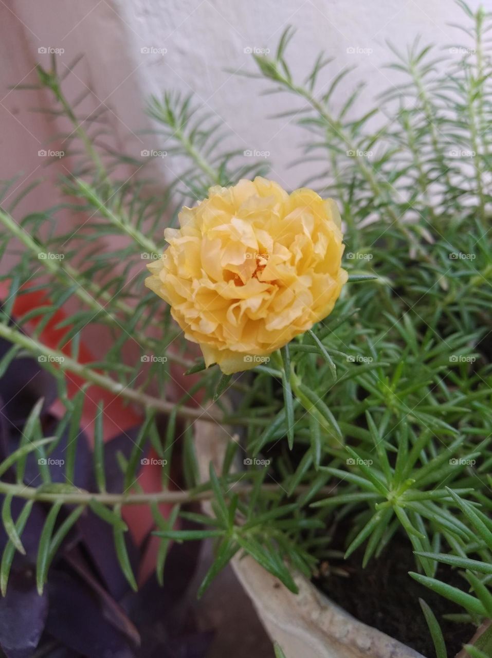 yellow flower shurb small in size fresh seasonal looking very beautiful generally found everywhere