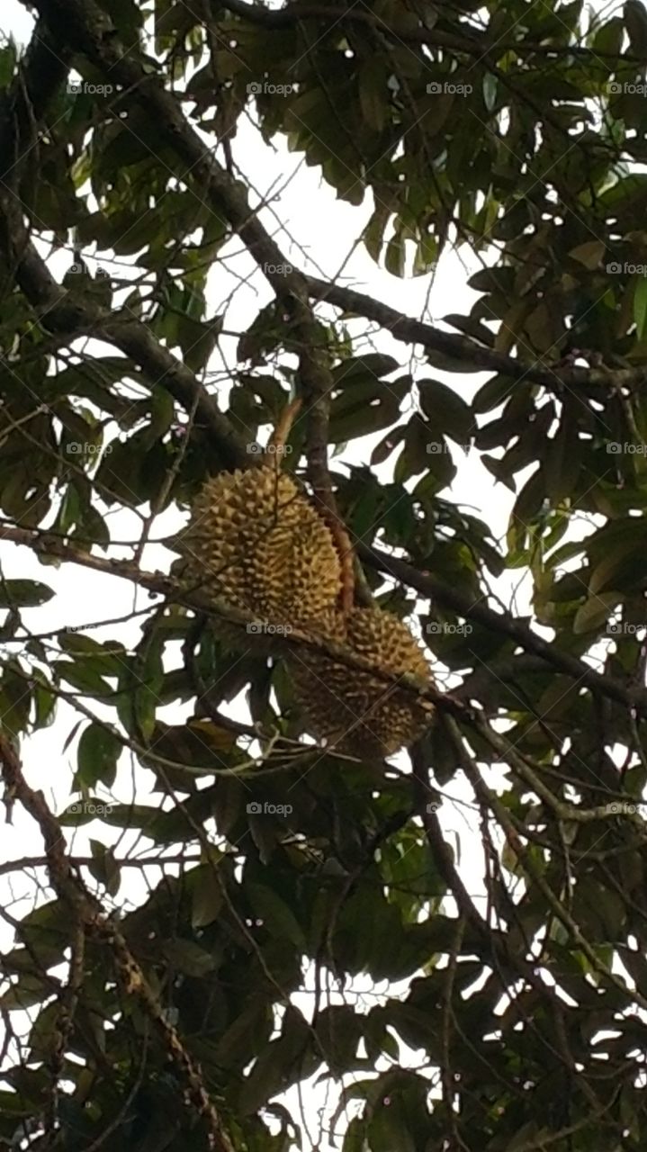 Durian- King of Fruits on its tree in Seremban, Malaysia.