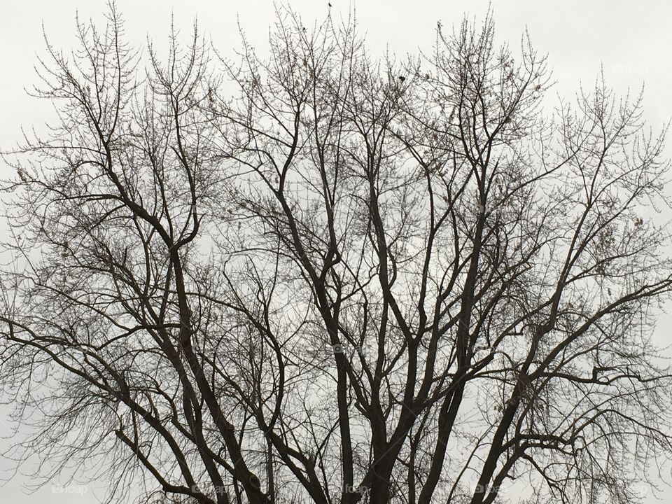 Silhouette of a tree against a grey sky. 