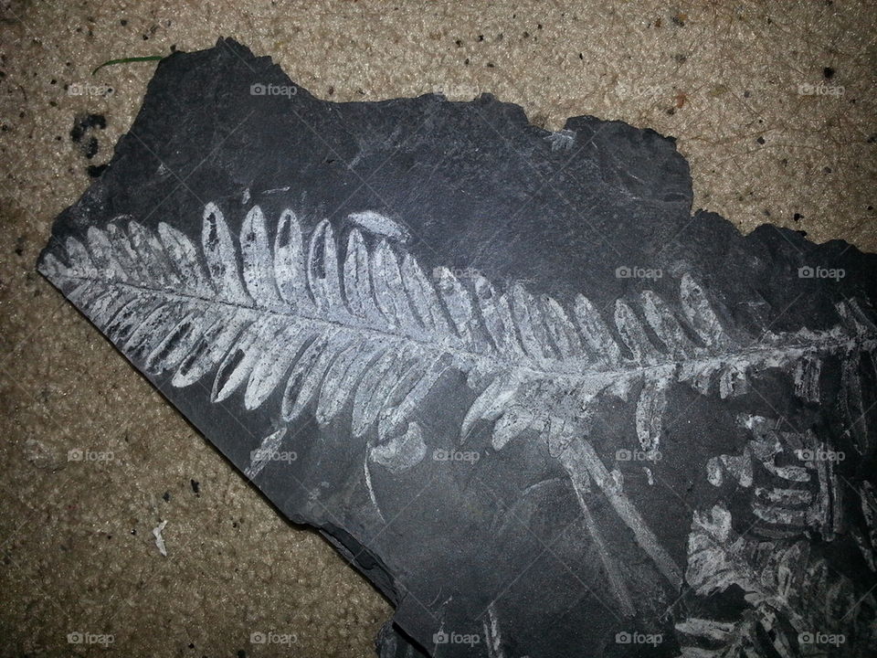 Fossil