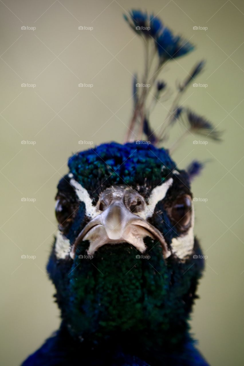 peacock
