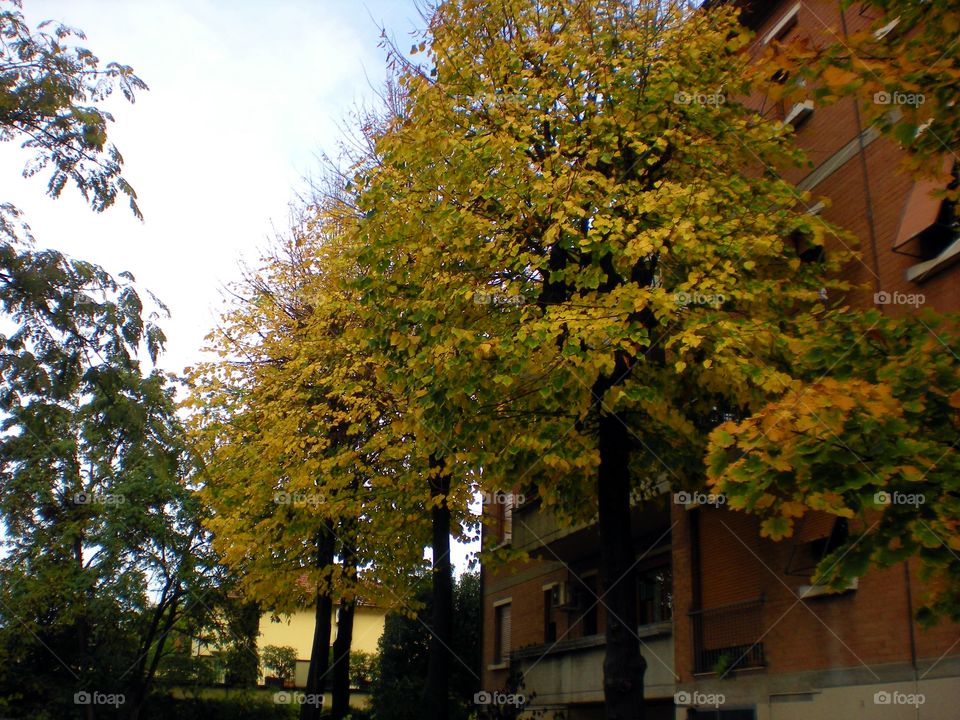 Trees in autumn near an house of Reggio Emilia city ( Italy ).