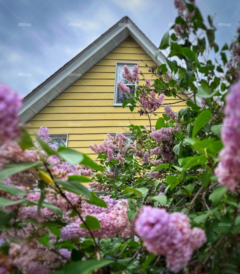 Yellow house surrounded by purple lilacs 