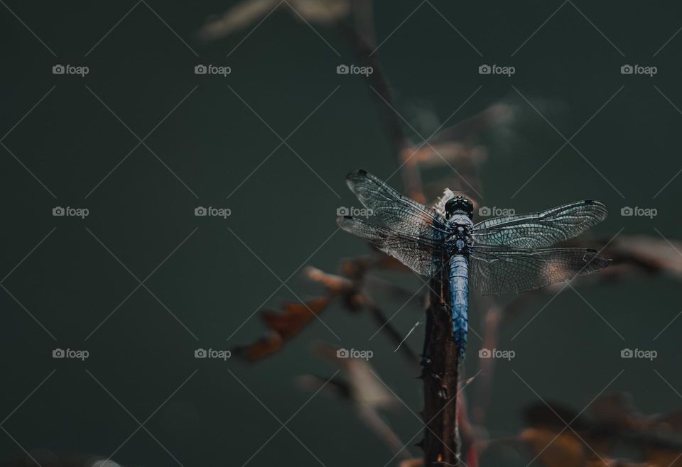 Dragonfly on the nature background 