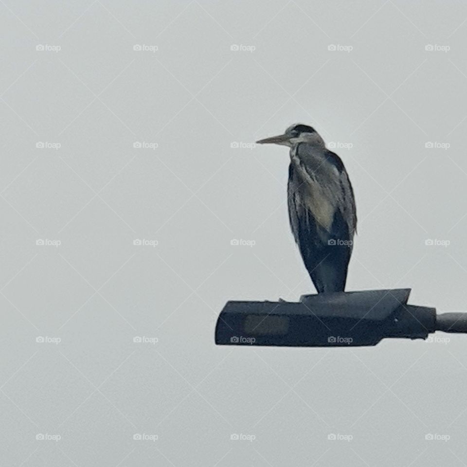A heron on a lamppost.