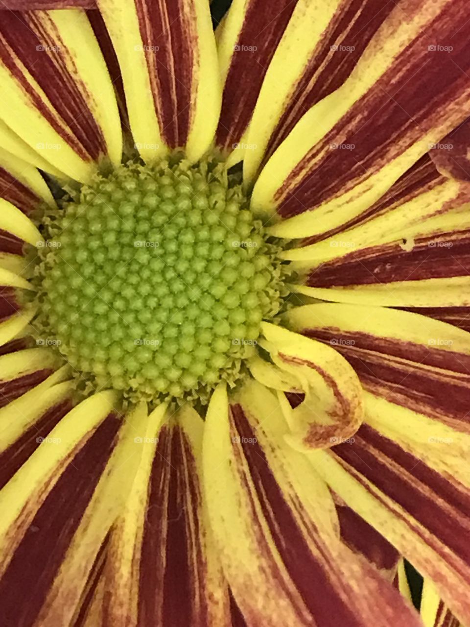 Close up picture of a flower 