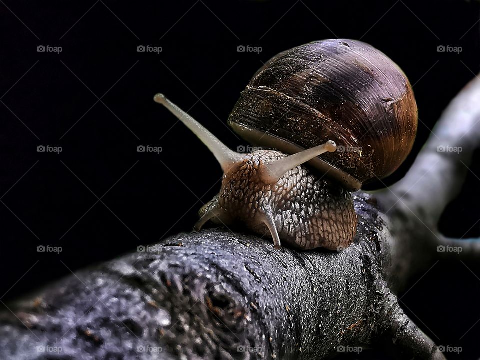 Snail on focus