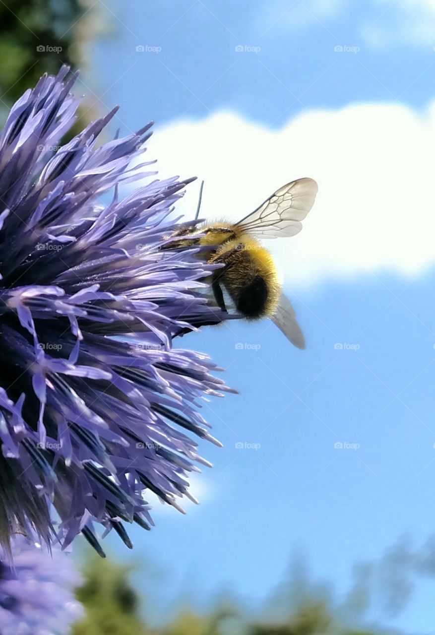 Bee Spring Already