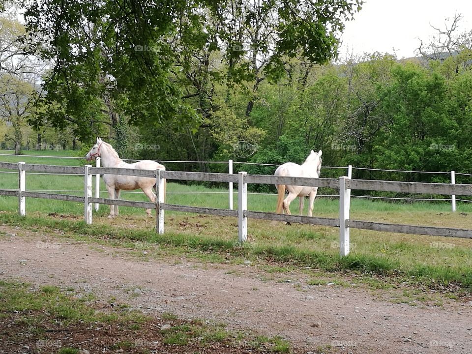 lipicanec horse slovenija