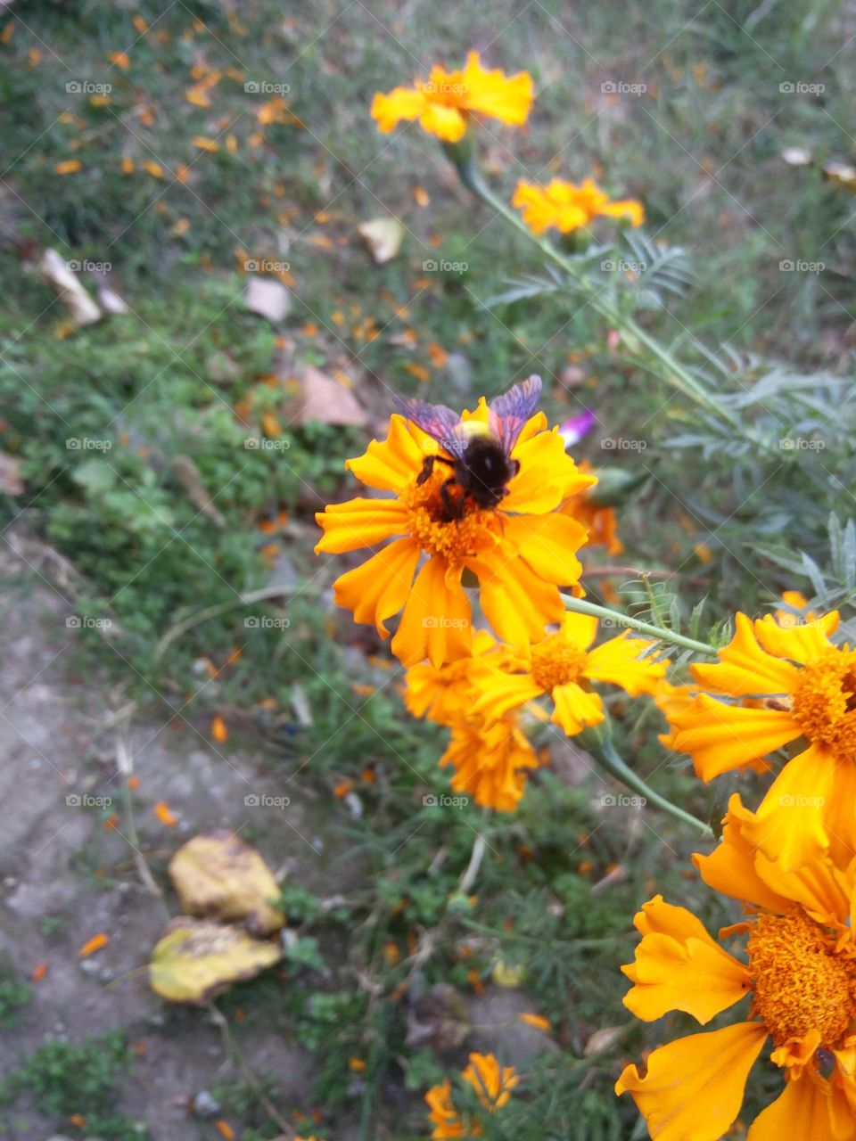 true nature flower lover beauty
 📸 Muneeb bhat