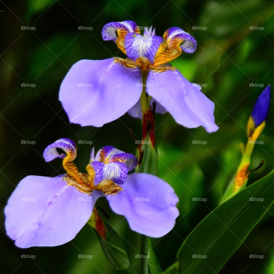 a purple íris flower in the garden