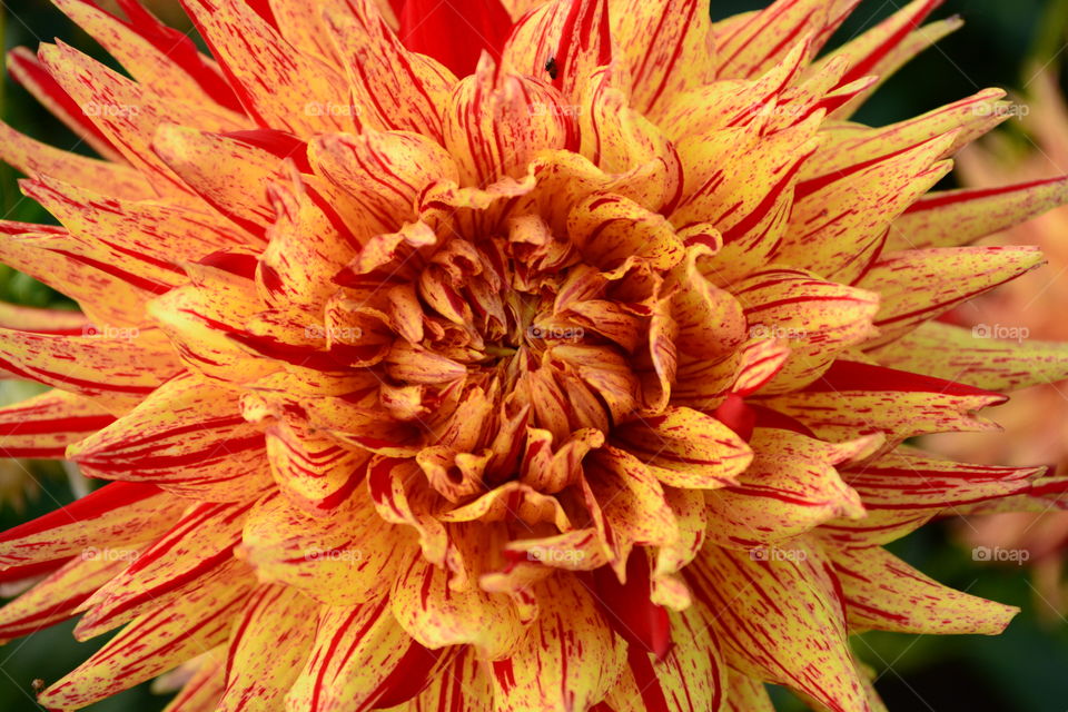 Dahlia hibrid yellow and red
