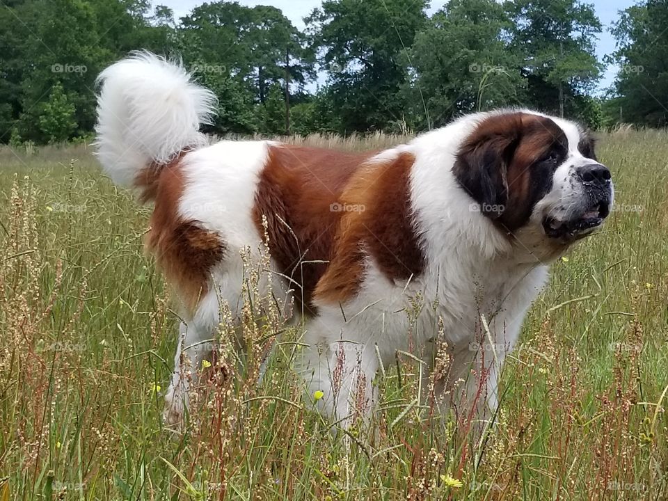 st. bernard