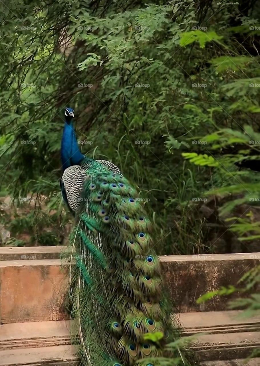 happens is see peacock 🦚
