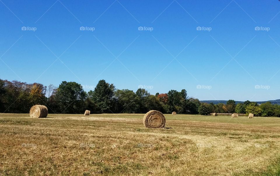 Hay Bales in Field on a Cloudless Day