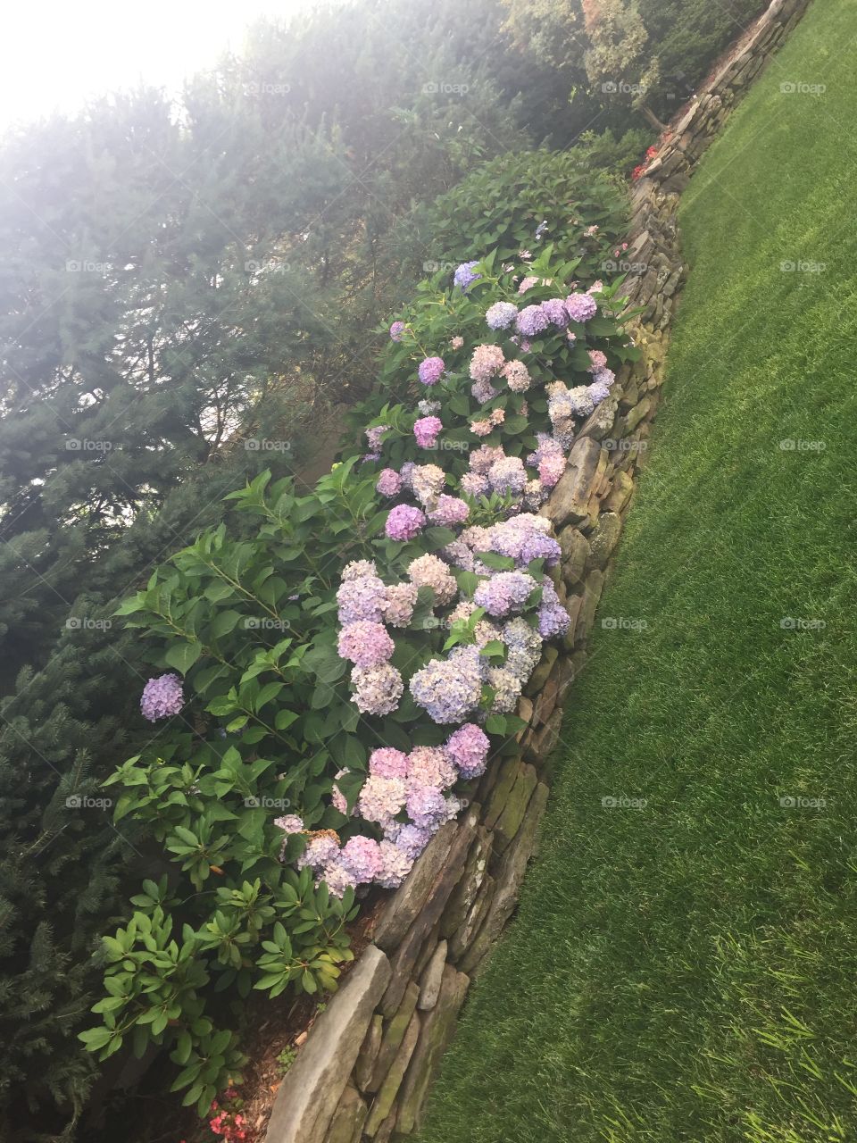 floral bushes. Beautiful flowers growing on a bush 