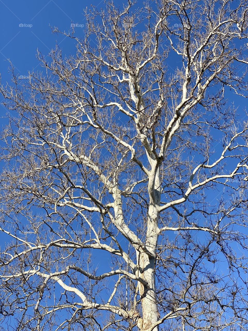 A sycamore tree illuminated by the late afternoon sun