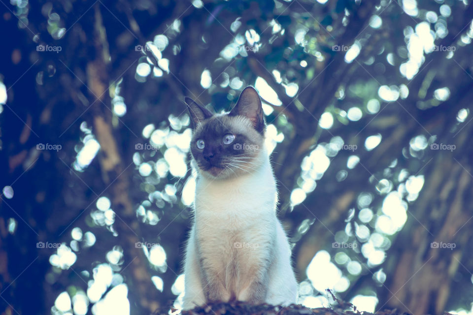 Gato no telhado/Cat on the roof.