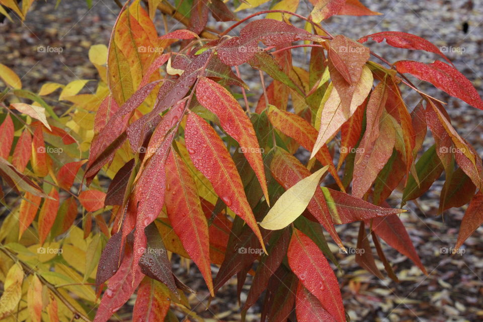 fall leaves, Dew drops
