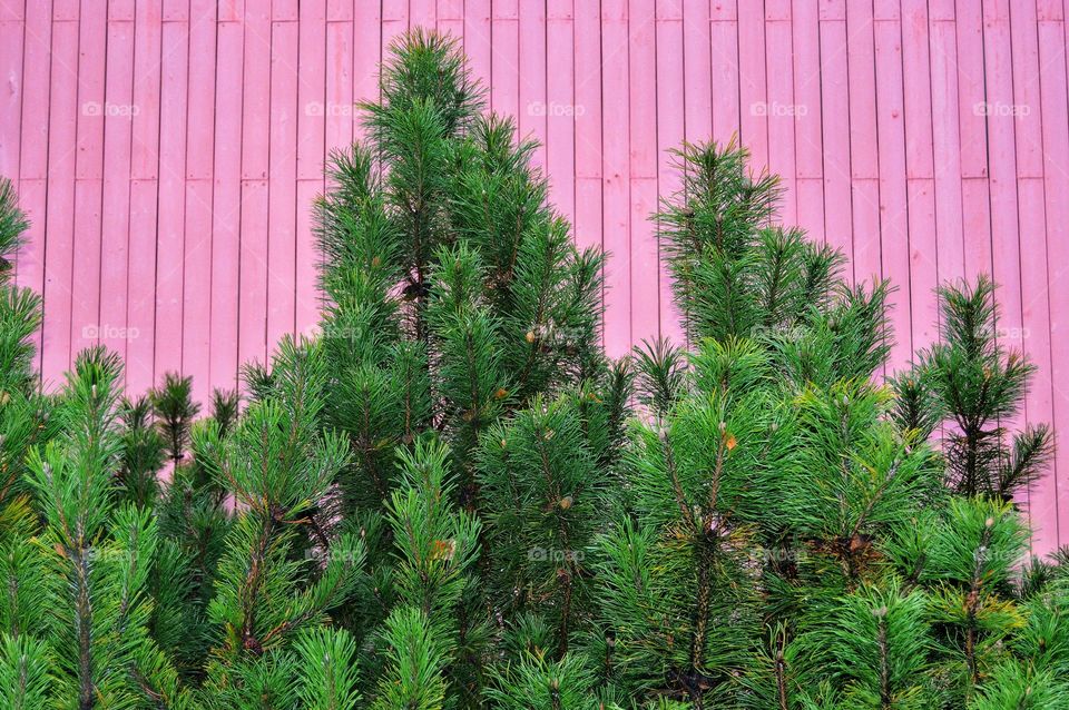 Pine against a pink wall