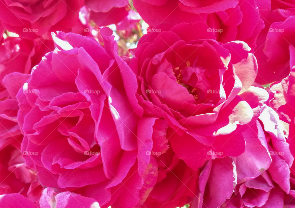 close up of pink rose from a urban garden