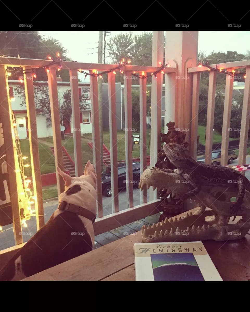 The most wholesome feeling for me is when I don’t have anything to do, so I just spend time with my animals and read a good book. 