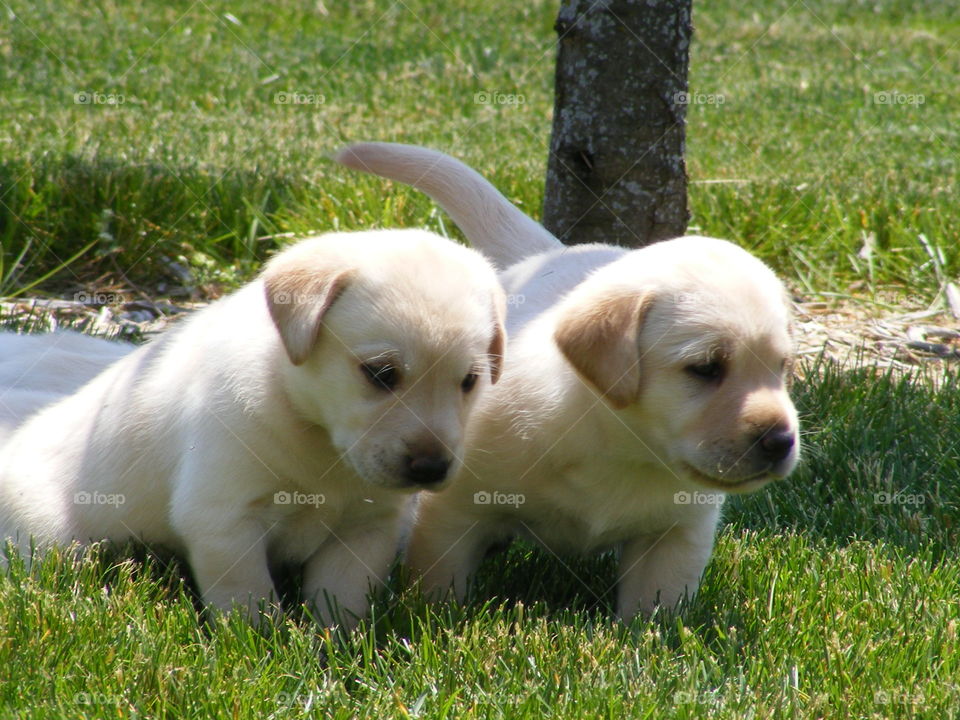 Two puppies sitting on the grassy field