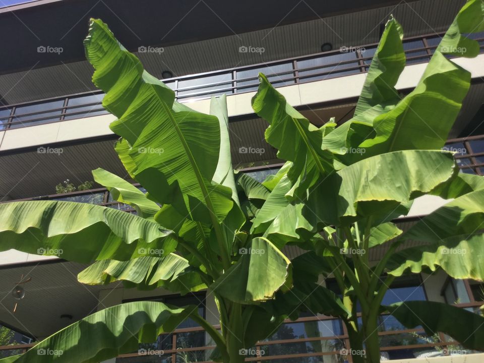 Banana Trees in a Garden