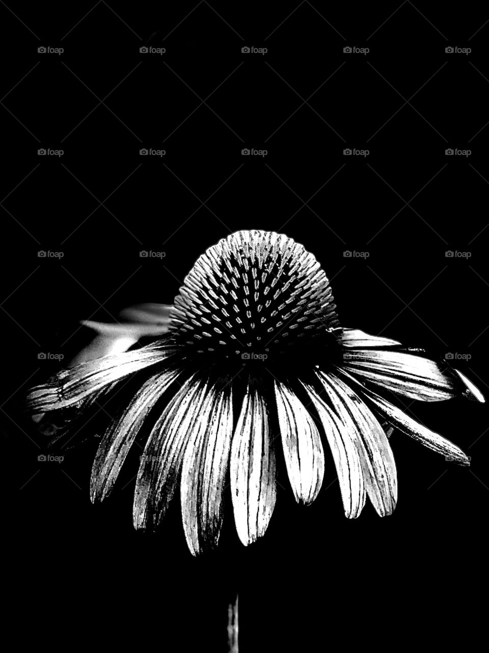 Black And White Photography Darkness Cosmo Flower Close Up 