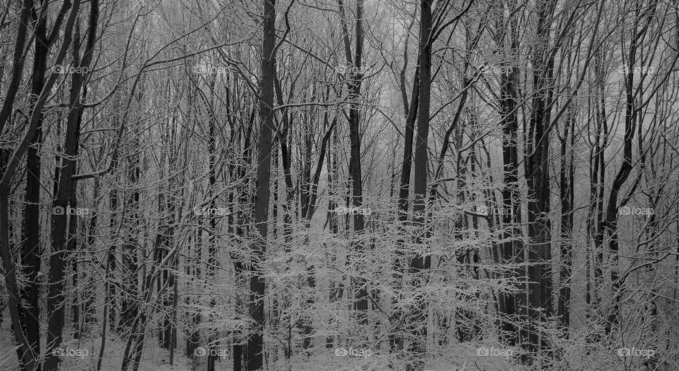 Ice Storm Chesapeake Beach, Maryland 