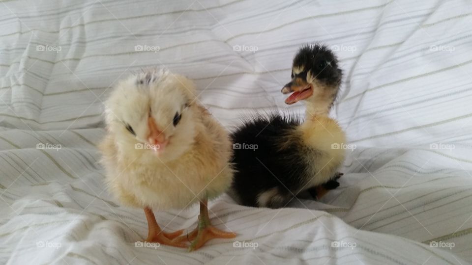 duckling chick
