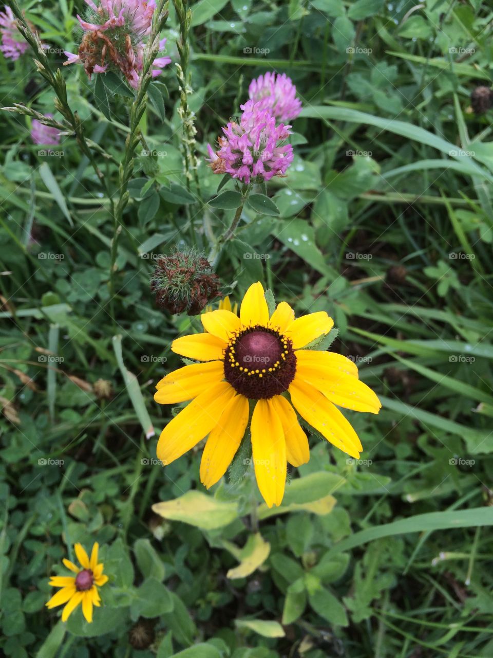 Brown Eyed Susan