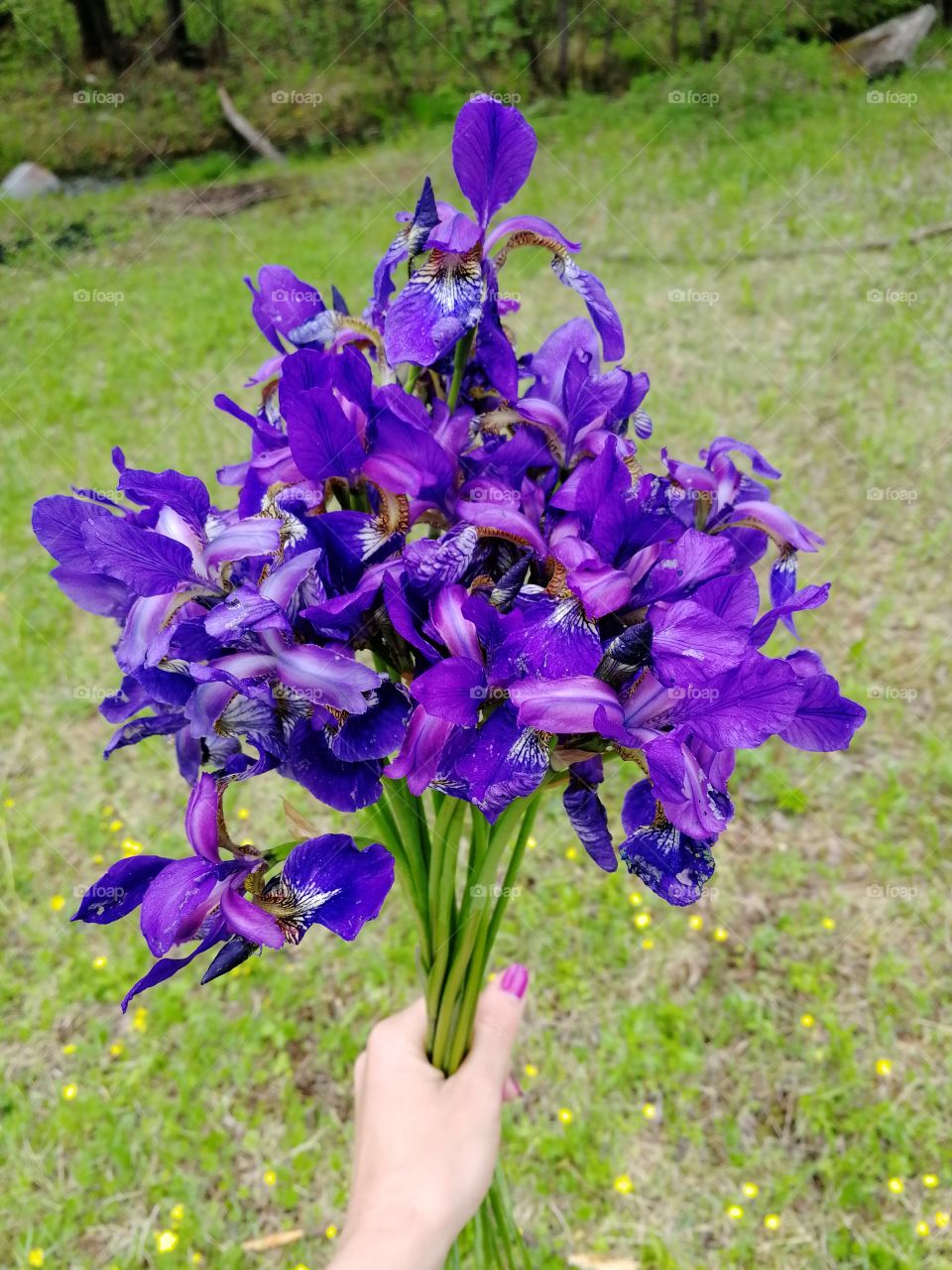 Purple Irises of the Amur region